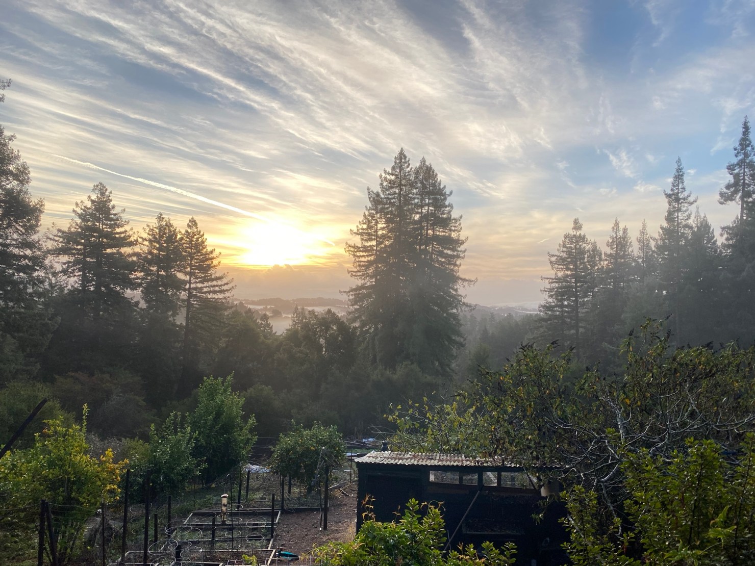 Redwood forest at Forest Girl Farm