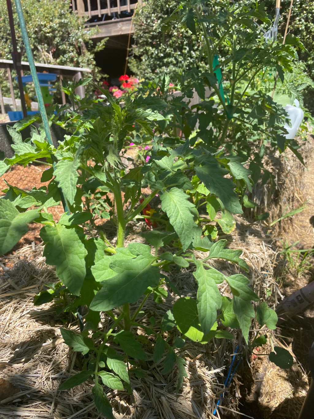 Young tomato plant staked and heavily mulched with straw in a summer garden bed