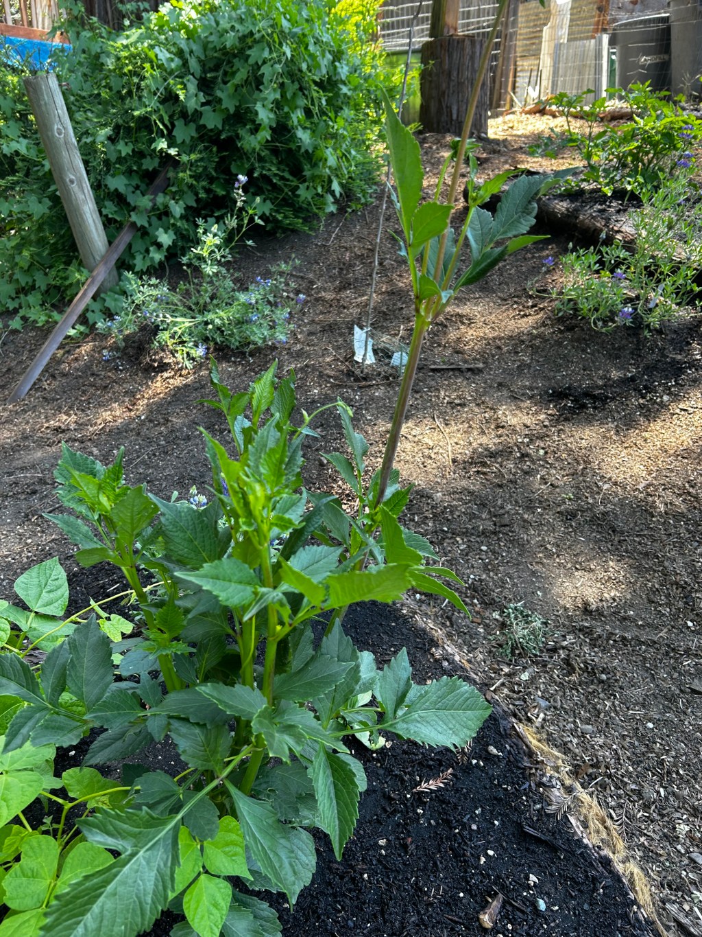 Young dahlia and bean seedlings newly transplanted into dark compost in a raised bed, with borage flowering nearby
