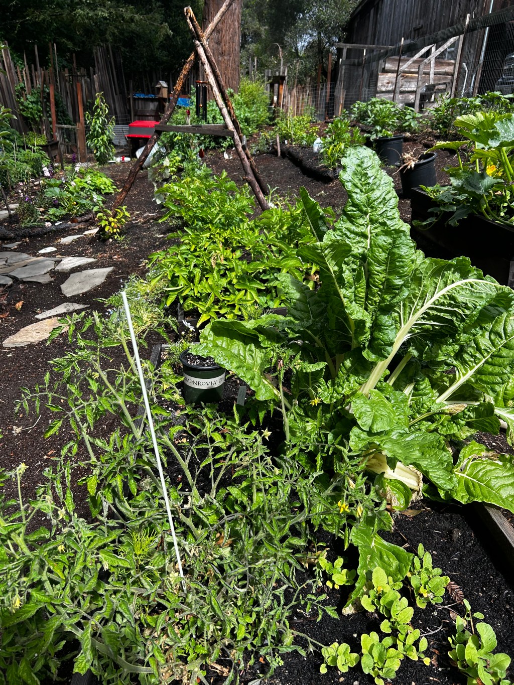 Raised garden bed with large green chard, young tomato plants and herbs, flagstone path beside it under redwoods