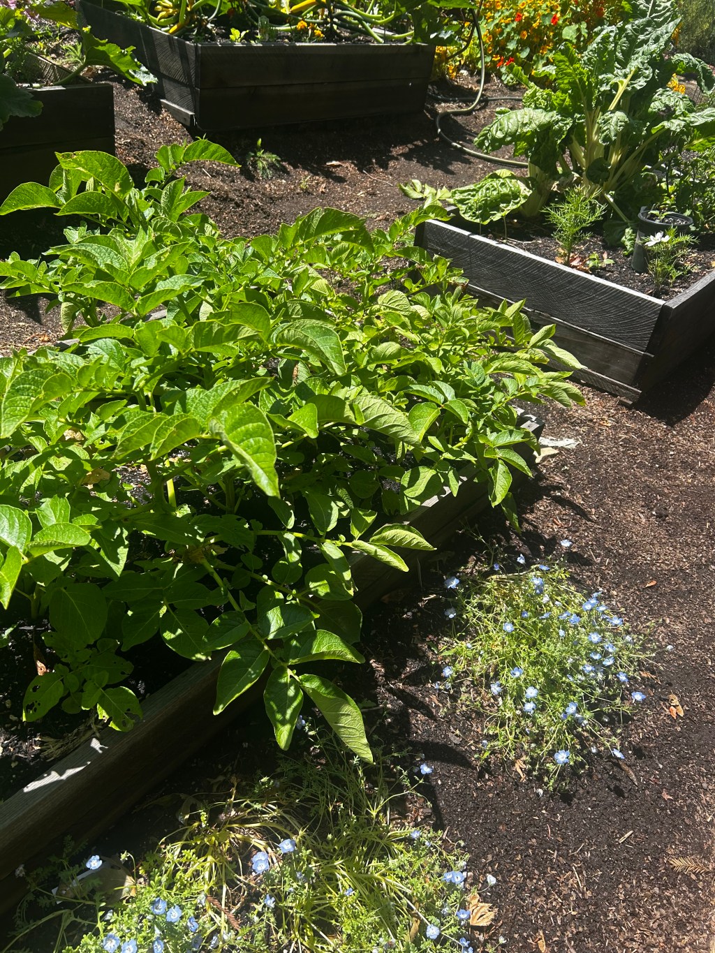 Raised bed planted with potatoes and chard, blue flax and nasturtiums flowering along the edge