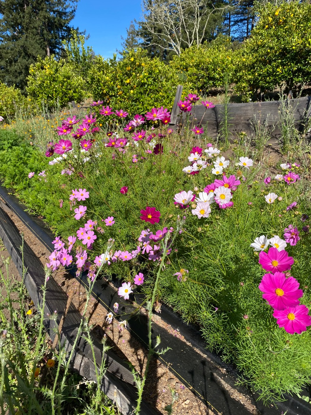 Patch of pink and white cosmos with feathery foliage growing along a garden bed under blue sky