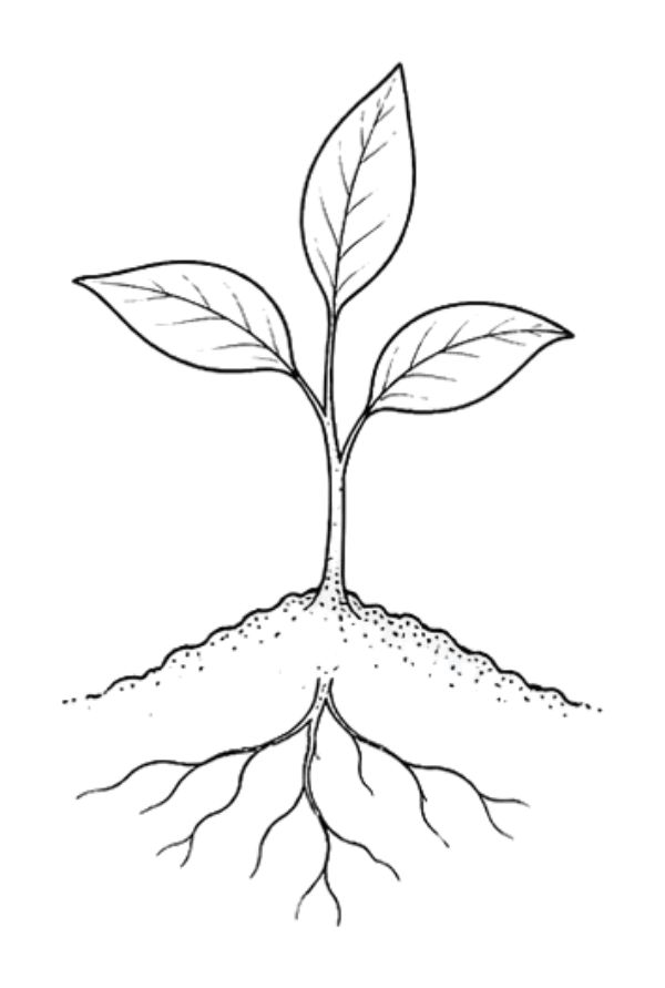 Seedling growing in soil